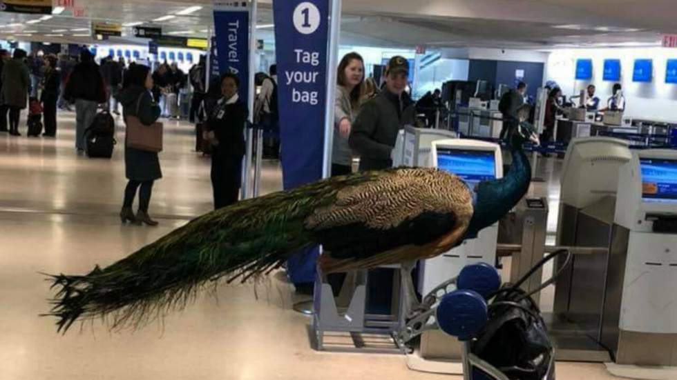 Une dame a tenté de monter dans la cabine d’un avion avec un très gros paon, sans succès