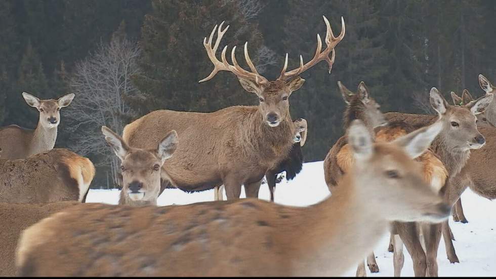 Féérie hivernale au cœur du parc naturel du Haut-Jura