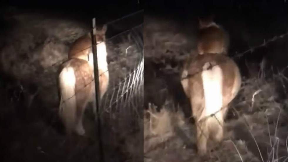 Un corgi a été aperçu en pleine nuit en train de faire secrètement du poney Un corgi a été aperçu en pleine nuit en train de faire secrètement du poney