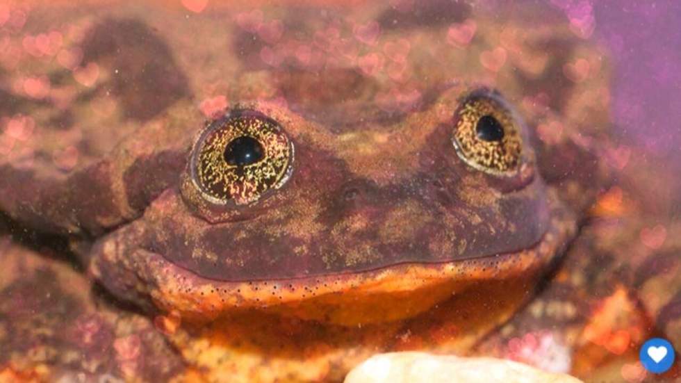 Des scientifiques ont inscrit une grenouille sur un site de rencontre pour trouver la femelle qui sauvera peut-être son espèce