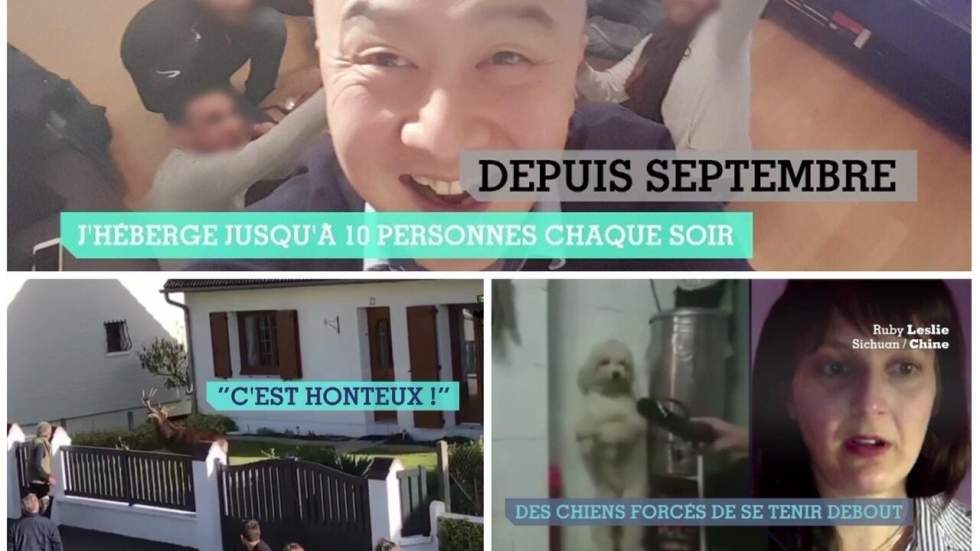 Dérives de la chasse à courre en France, solidarité à Bruxelles, et les pièges des vidéos virales d'animaux Dérives de la chasse à courre en France, solidarité à Bruxelles, et les pièges des vidéos virales d'animaux
