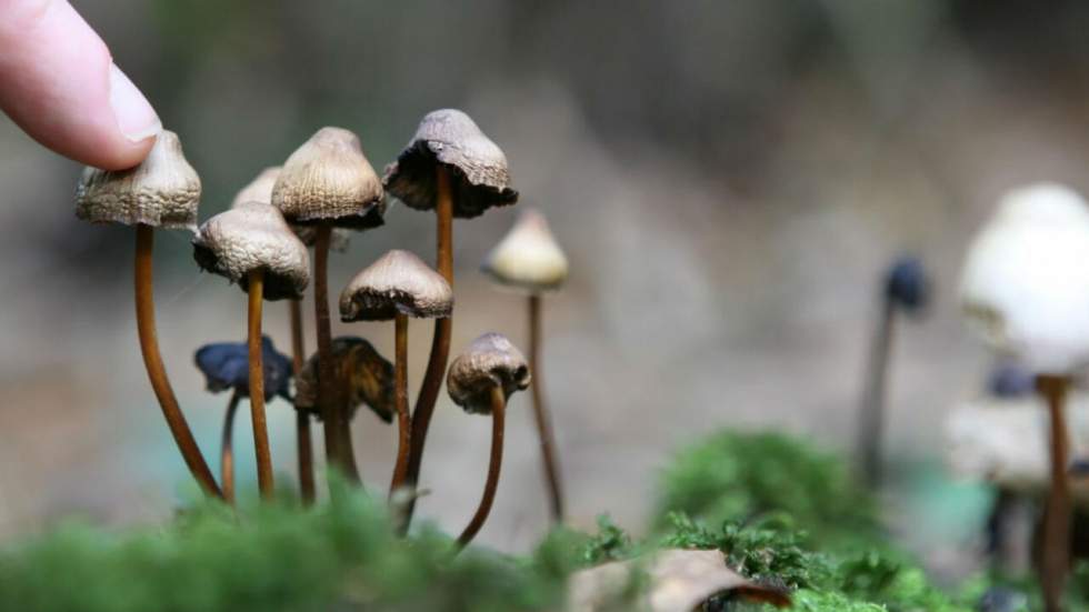 Pourquoi les champignons hallucinogènes sont-ils devenus "magiques" ? Pourquoi les champignons hallucinogènes sont-ils devenus "magiques" ?