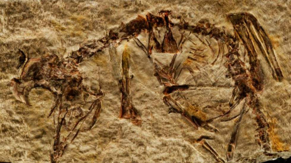 Comment un minuscule fossile d'oiseau de l'ère Mésozoïque nous apporte un éclairage nouveau sur les lois de l'évolution