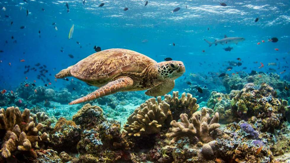 Disney Nature, le label éco-responsable de Disney, fête ses dix ans avec un film sur l'océan Disney Nature, le label éco-responsable de Disney, fête ses dix ans avec un film sur l'océan