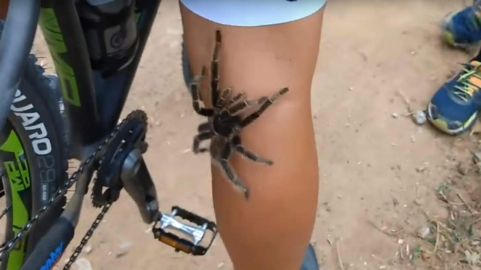 Boh, juste une grosse tarentule sauvage qui a décidé de grimper sur un cycliste