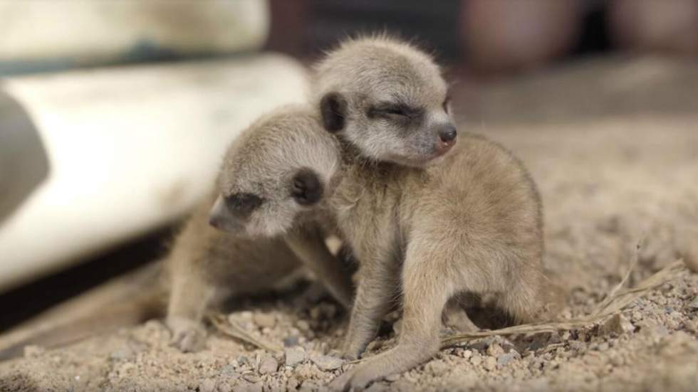 Indéniablement, les bébés suricates sont les créatures les plus douces de cette planète