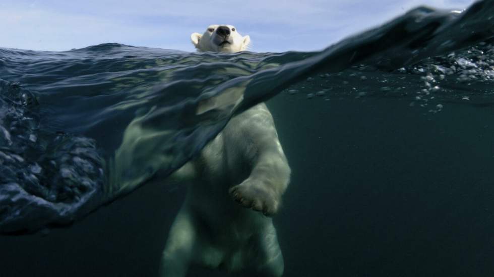 Si les températures augmentent encore, l'Arctique connaîtra des étés sans glace