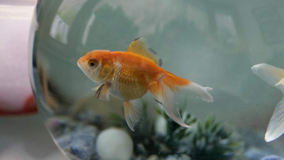 Pourquoi il est cruel d’avoir un poisson rouge dans un bocal