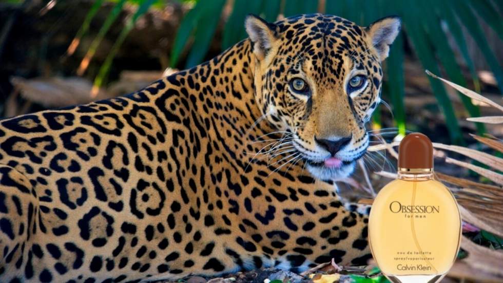 Les jaguars sont incapables de résister au parfum "Obsession" pour homme de Calvin Klein