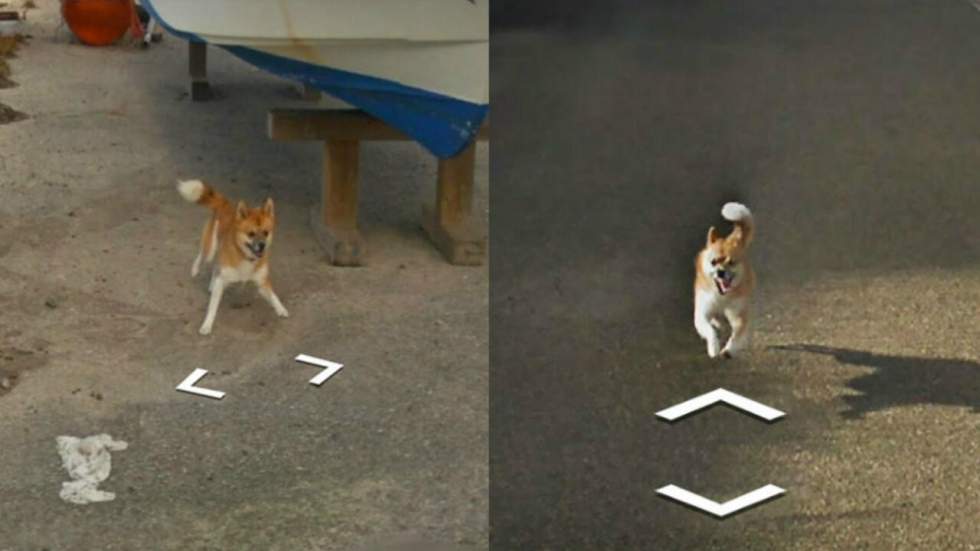 C’est au tour d’un petit shiba de ruiner des plans sur Google Street View C’est au tour d’un petit shiba de ruiner des plans sur Google Street View