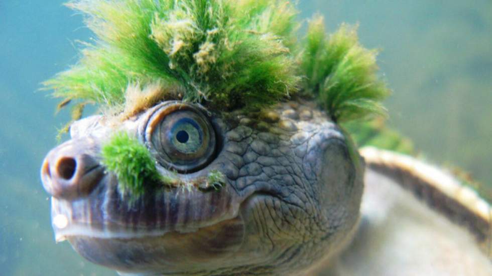 Elle, c'est une tortue de la Mary River, à ne pas confondre avec un Gremlin ou un Troll