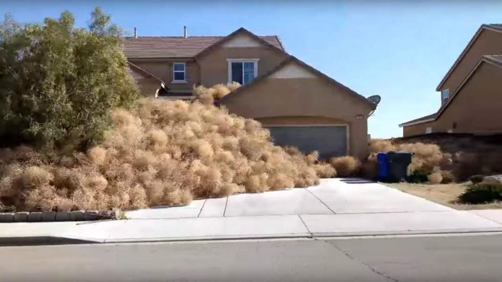 Envahie par les tumbleweeds, une petite ville de Californie vit un cauchemar éveillé Envahie par les tumbleweeds, une petite ville de Californie vit un cauchemar éveillé