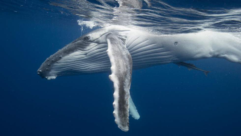 Il est désormais possible de s'endormir en écoutant en direct les baleines chanter depuis le fond de l'océan Pacifique