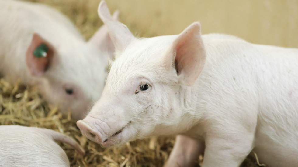 Des scientifiques ont réussi à maintenir en activité des cerveaux de porcs hors de leur crâne