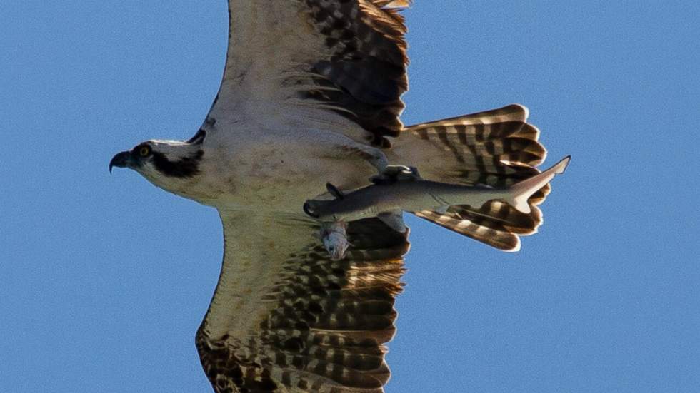 Calme-toi, Dame Nature : un oiseau de proie s’envole avec un requin qui s’apprêtait à manger un poisson