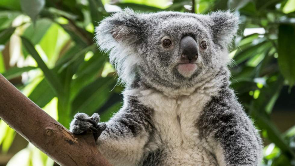 30 millions d'euros vont être consacrés au sauvetage des koalas en Australie