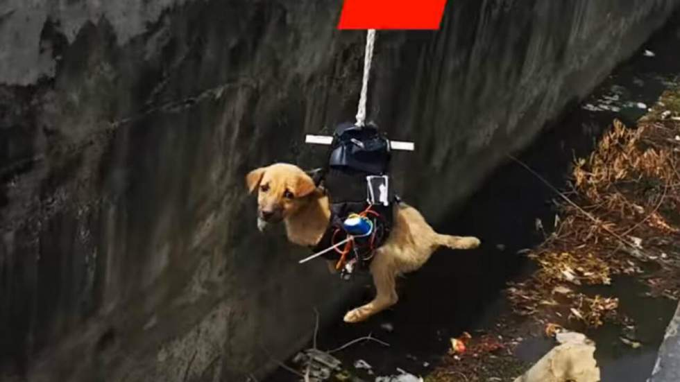 Il repère un chiot coincé dans une fosse de New Delhi et court bidouiller un drone pour le sortir de là