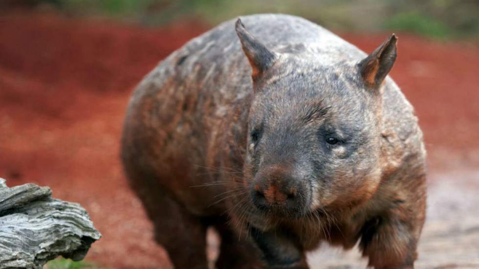 Les wombats croquent les fesses de leur partenaire durant les préliminaires (et c’est très utile)