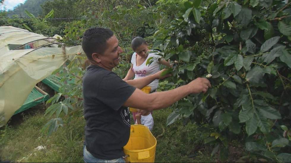 Café contre coca : l'agriculture colombienne au service de la paix