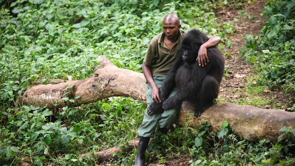 RD Congo : les attaques armées forcent le parc des Virunga à fermer ses portes