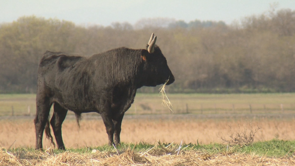 La Camargue, terre de marais, de taureaux et de chevaux