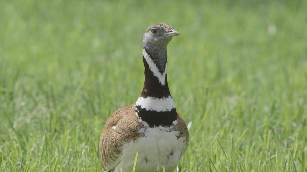 Où sont passés nos oiseaux ? Où sont passés nos oiseaux ?