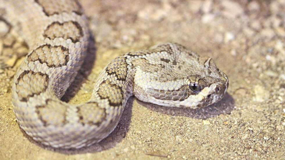 La tête d'un serpent décapité mord violemment un homme et l'envoie à l'hôpital