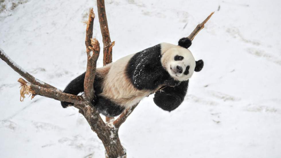 Des pandas d'une lignée inconnue vivaient sur Terre il y a 22 000 ans