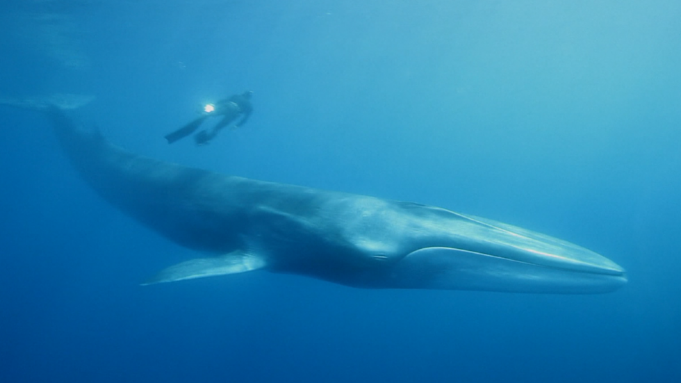 À la découverte du sanctuaire Pélagos en Méditerranée