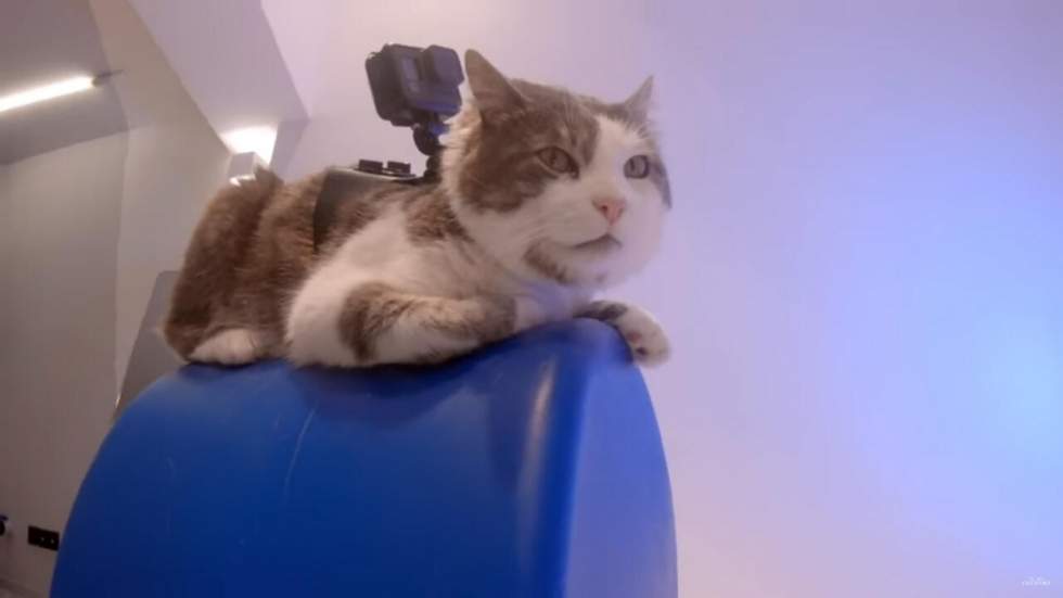 Pépite du jour : le nouveau clip "Tout est pop" d'Alain Chamfort est entièrement réalisé par des chats Pépite du jour : le nouveau clip "Tout est pop" d'Alain Chamfort est entièrement réalisé par des chats