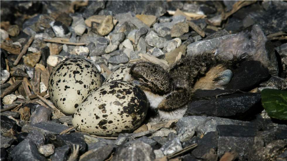 Un nid d’oiseau protégé perturbe l’organisation d’un festival de musique au Canada