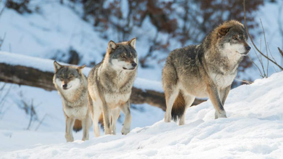 Pour la première fois, un loup de Tchernobyl a été repéré par les scientifiques hors de la zone d'exclusion