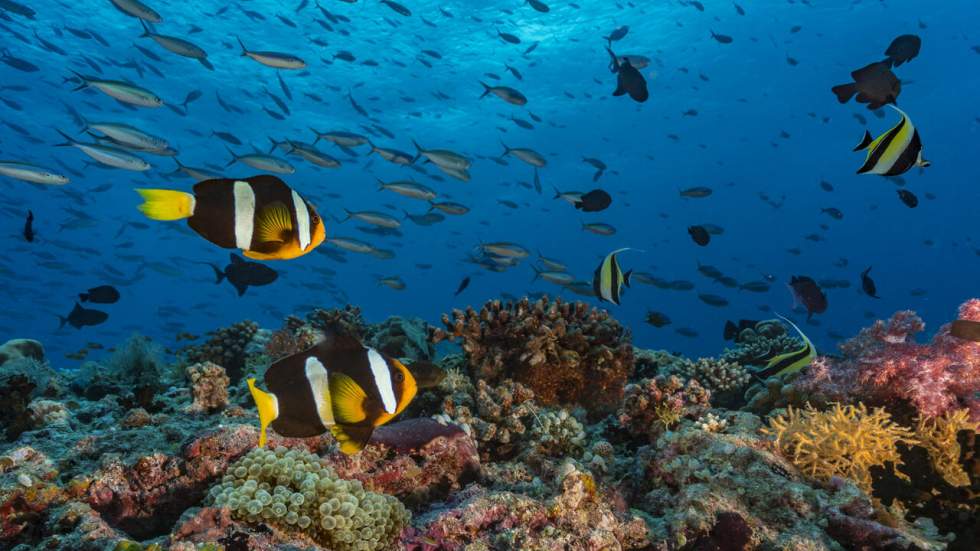 À Paris, une exposition alerte sur la fragilité des récifs coralliens