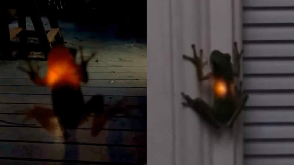 Don de la nature : lorsque des grenouilles avalent des lucioles, elles brillent à leur tour dans la nuit Don de la nature : lorsque des grenouilles avalent des lucioles, elles brillent à leur tour dans la nuit