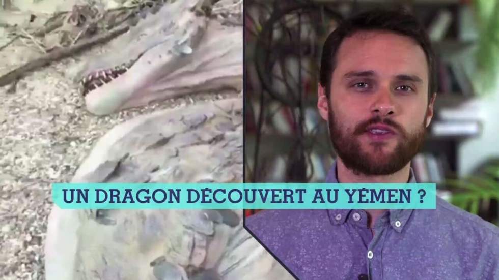 Dragon au Yémen, abus de forces de l'ordre en Côte d'Ivoire et contre les domestiques au Liban