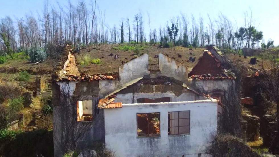 Portugal : l'eucalyptus met le feu aux poudres