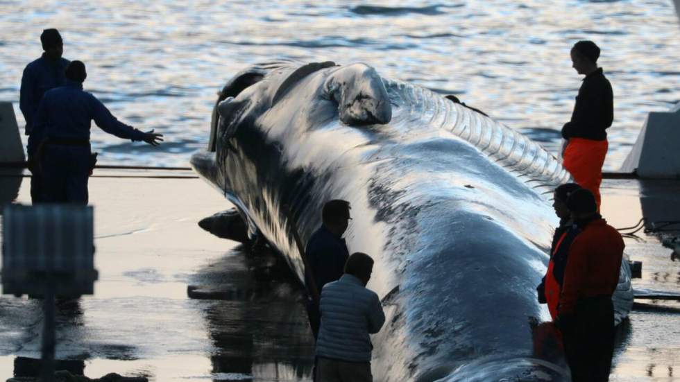 Pourquoi l’Islande s’en tirerait sans dommage si elle avait vraiment harponné une espèce de baleine protégée