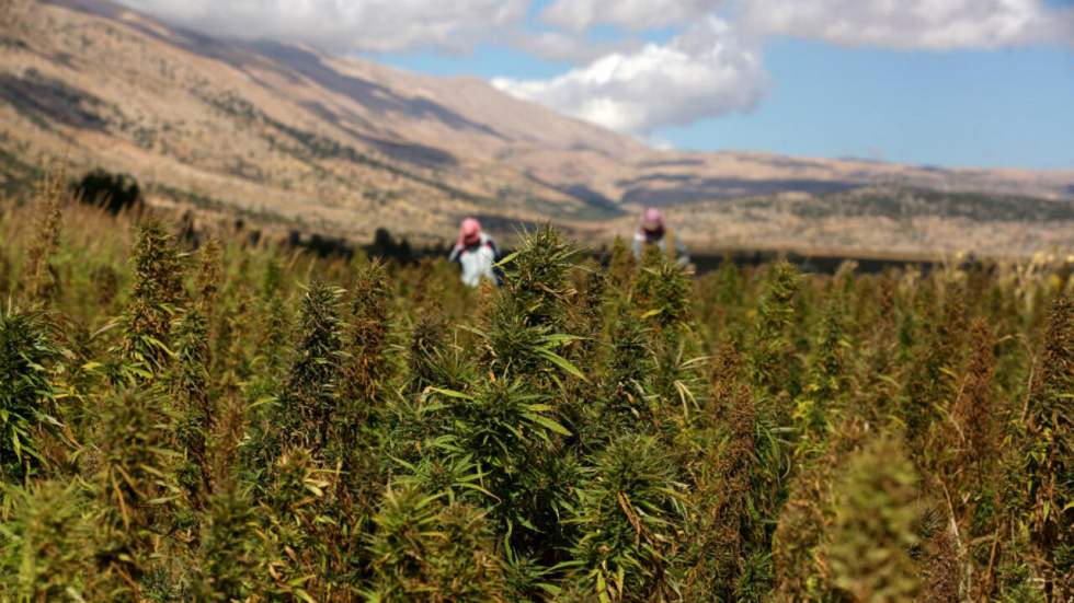 Le Liban veut légaliser la culture du cannabis pour relancer son économie