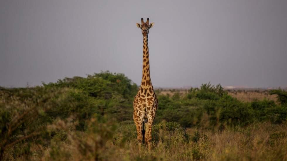 Au Kenya, la future ligne de train à grande vitesse s’apprête à balafrer le parc national de Nairobi