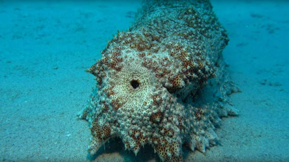 Ce concombre de mer fait ses besoins et c'est à la fois fascinant et répugnant