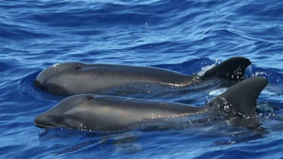 Un rare hybride entre deux espèces de dauphins a été découvert au large des Caraïbes