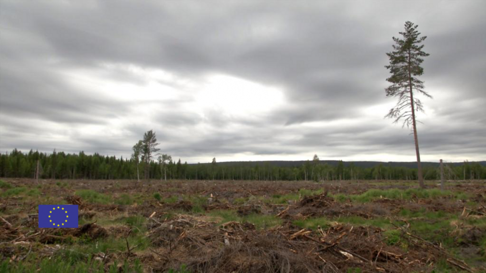 Suède : les forêts sont-elles bien protégées par l’Europe ?