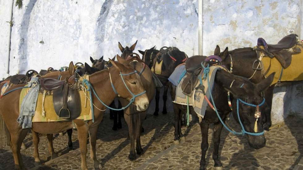 Le poids des touristes met en péril la santé des "ânes de balade" d'une île grecque