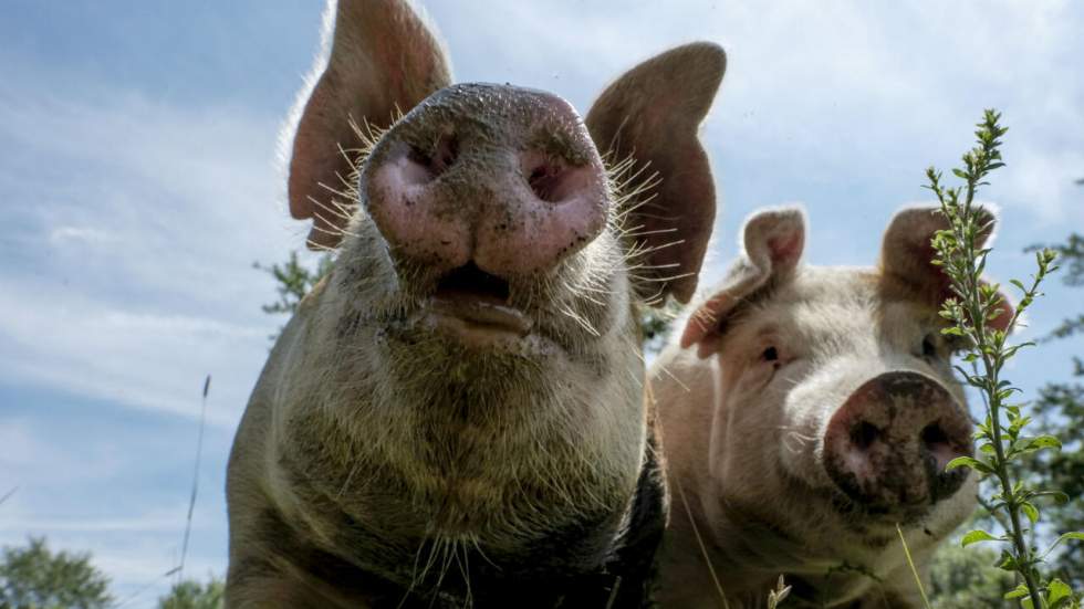 Des poumons artificiels ont été transplantés à des cochons vivants pour la première fois