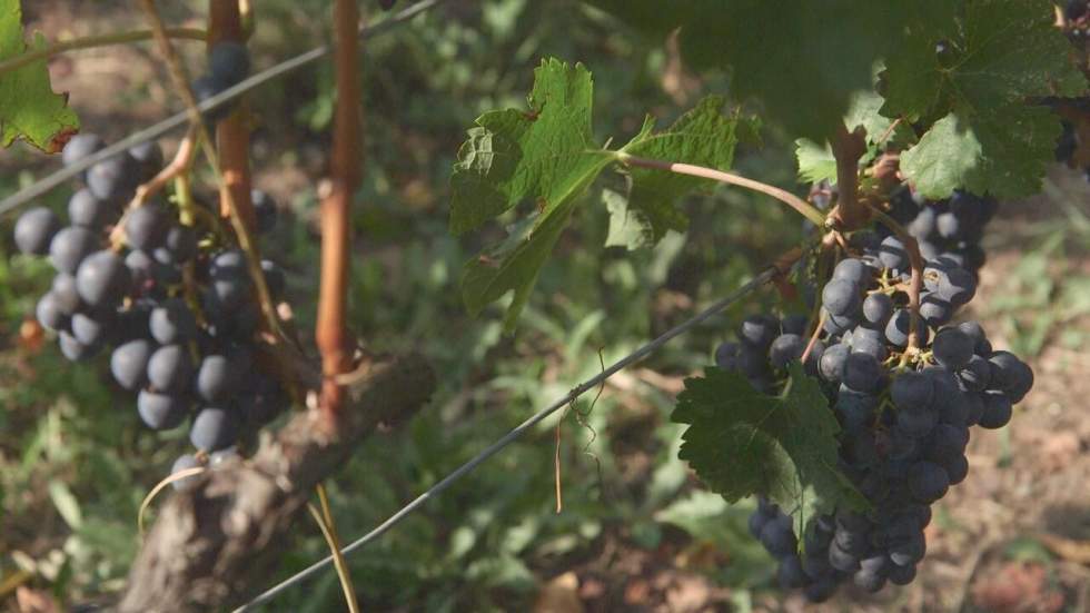 Climat : quand les vins de Bordeaux trinquent