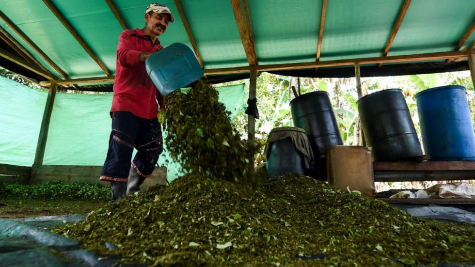 La Colombie bat des records de production de coca et de cocaïne