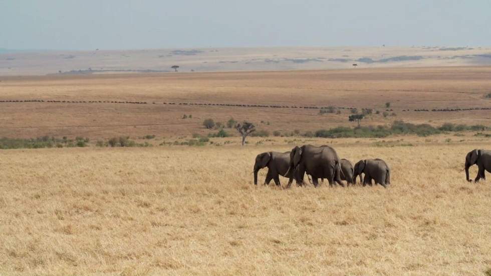 Au Kenya, la réserve naturelle du Masai Mara se meurt