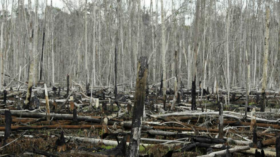 La France lance une série de mesures incitatives contre la déforestation