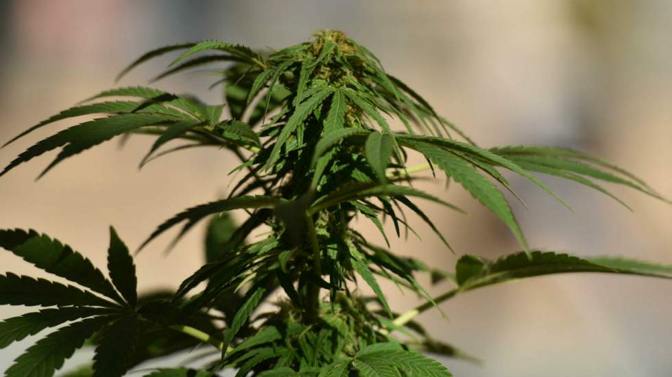 Vers une possible autorisation du cannabis thérapeutique en France