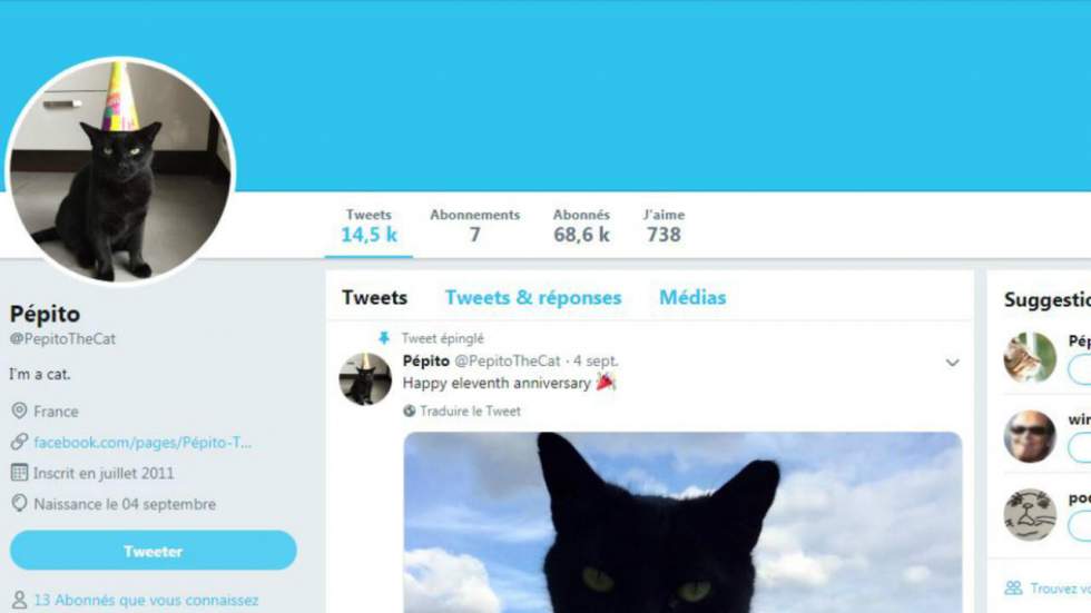 Obsession d'Internet #4 : La vie détaillée du chat Pépito sur Twitter